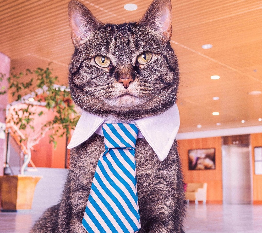 Meet your Posher, Kat😸